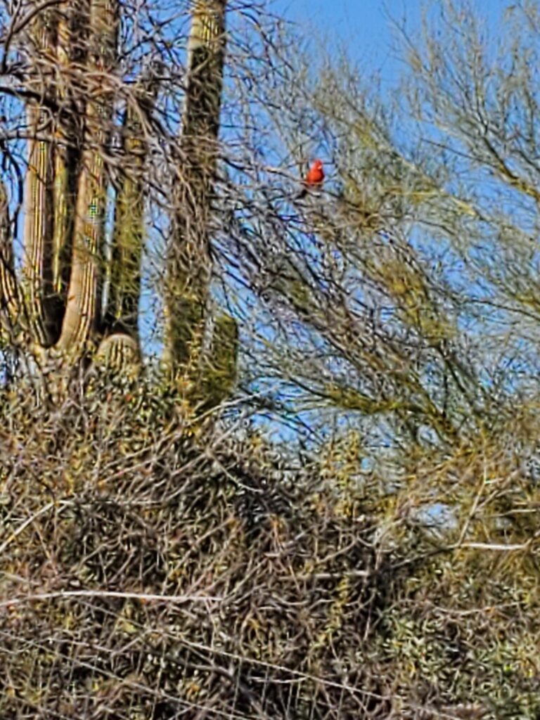Cardinal