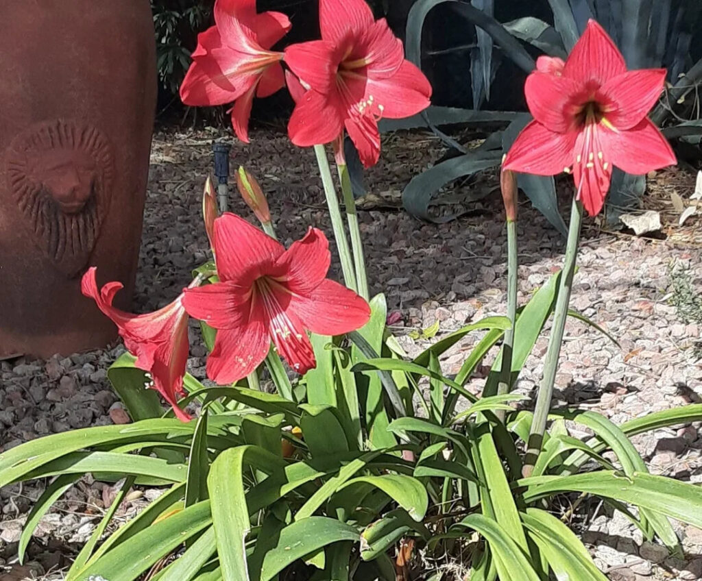 imgRedFlowers